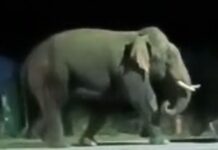 रील आणि फोटोंच्या नादात आपला जीव धोक्यात घालू नका – वनविभाग