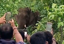 जवळ जाऊन फोटो काढण्याच्या नादात चिडलेल्या हत्तीने घेतला बळी