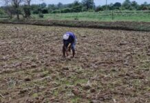 एल निनोच्या पार्श्वभूमीवर पीक विमा संरक्षणासाठी तातडीने नोंदणी करा