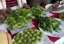 गडचिरोलीत उद्या जिल्हास्तरीय रानभाज्यांचे प्रदर्शन व विक्री