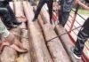 एटापल्लीतील 50 लाखांच्या सागवान तस्करीत मोठे मासे गळाला लागणार