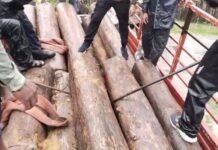 एटापल्लीतील 50 लाखांच्या सागवान तस्करीत मोठे मासे गळाला लागणार