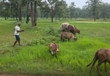 एका व्याघ्रबळीनंतर 40 गावातील नागरिकांमध्ये वाघाची दहशत