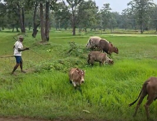 एका व्याघ्रबळीनंतर 40 गावातील नागरिकांमध्ये वाघाची दहशत