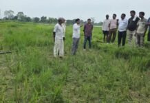 विहीरगावला हत्तींच्या उपद्रवामुळे शेतीचे नुकसान; शेतकरी अडचणीत