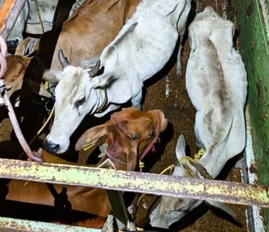 गोवंश तस्करीला रोखत पोलिसांनी 19 जनावरांना दिले जीवदान