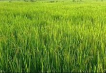 जिल्ह्यात 1572 गावांमध्ये खरीपाच्या पिकांची ‘हंगामी’ पैसेवारी 67 पैसे