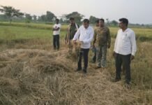 पिंपळगाव-विहीरगाव भागात हत्तींचा धुमाकूळ; पीकांसह सोलरचे नुकसान