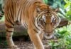 वाघाच्या हल्ल्यात तरुण शेतकऱ्याचा मृत्यू, आठवडाभरात दुसरा बळी