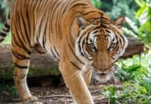 वाघाच्या हल्ल्यात तरुण शेतकऱ्याचा मृत्यू, आठवडाभरात दुसरा बळी